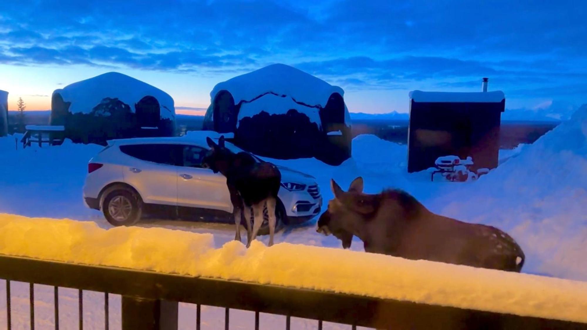 Talkeetna Aerie Adventure Lodge エクステリア 写真